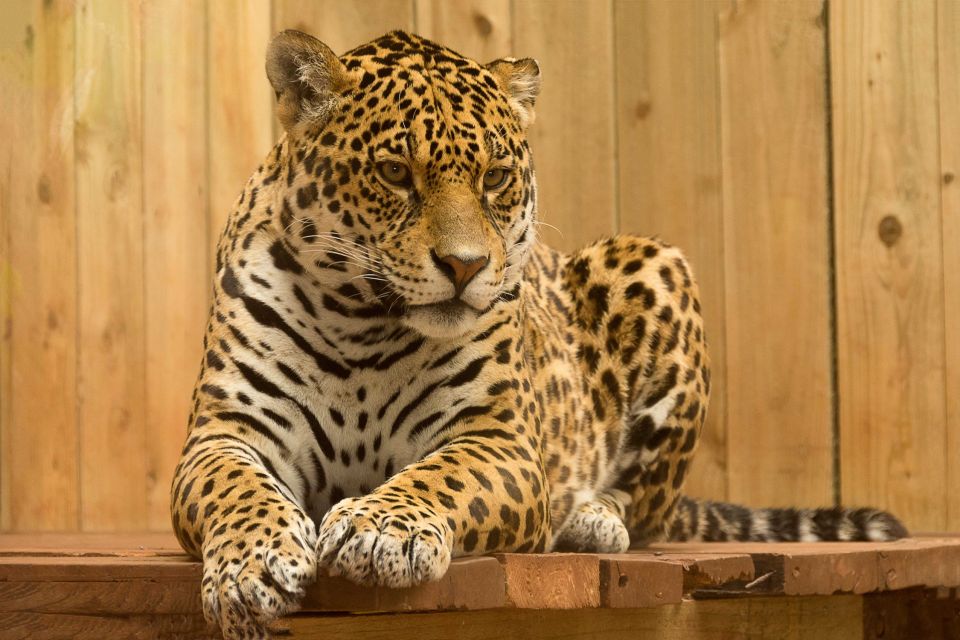 Skip The Line Access: Panna National Park Jungle Safari - Important Visitor Information