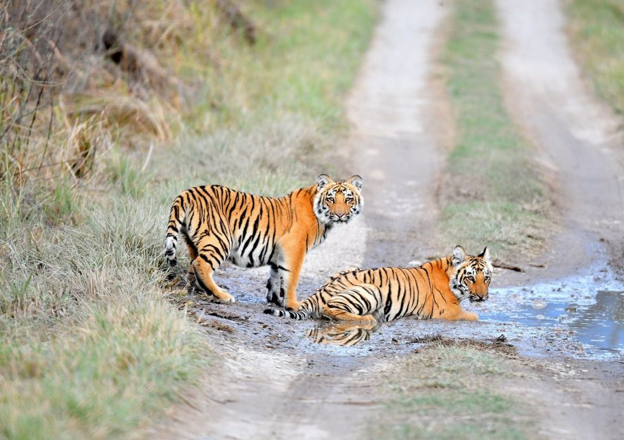 Skip The Line Access: Panna National Park Jungle Safari - Wildlife Photography Tips