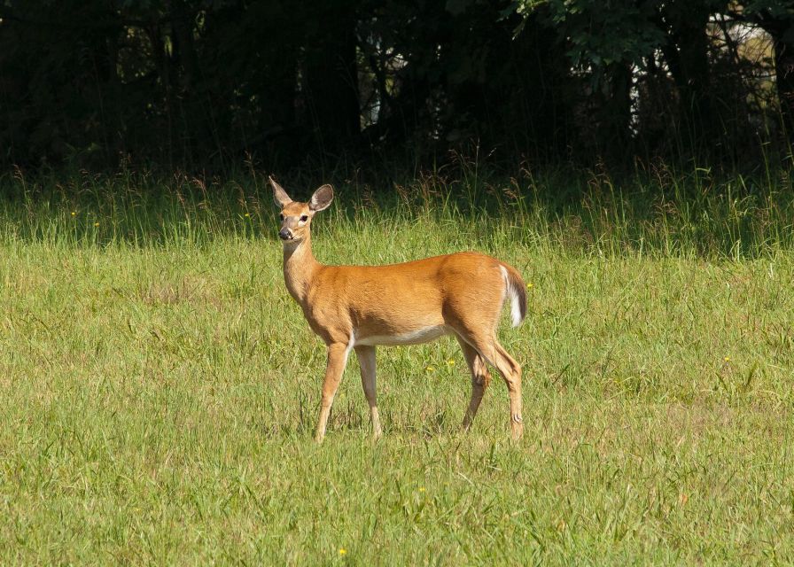 Skip The Line Access: Panna National Park Jungle Safari - Best Time to Visit
