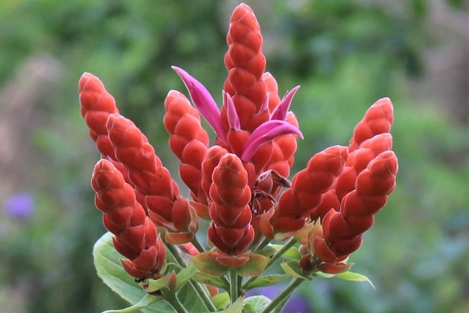 Skip the Line: Ahhh Ras Natango Gallery and Garden Admission Tickets - Unique Features of the Gallery