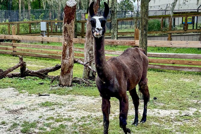 Skip The Line Central Florida Zoo Review - Parking and Transportation