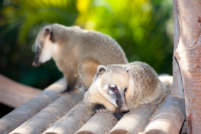 Skip the Line: Jungle Park Tenerife Entrance Ticket - Operating Hours and Accessibility