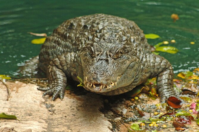 Skip the Line: Jungle Park Tenerife Entrance Ticket - Animal Welfare and Conservation