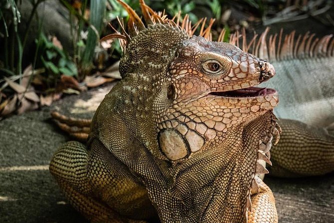 Skip the Line: Rescate Wildlife Rescue Centre General Admission Ticket - Visitor Ratings and Experiences