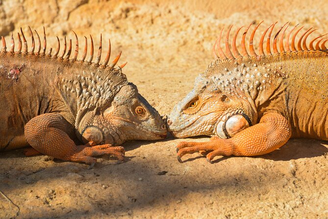 Skip the Line Ticket to Crocoparc With Optional Transfert - Ticket Options and Pricing