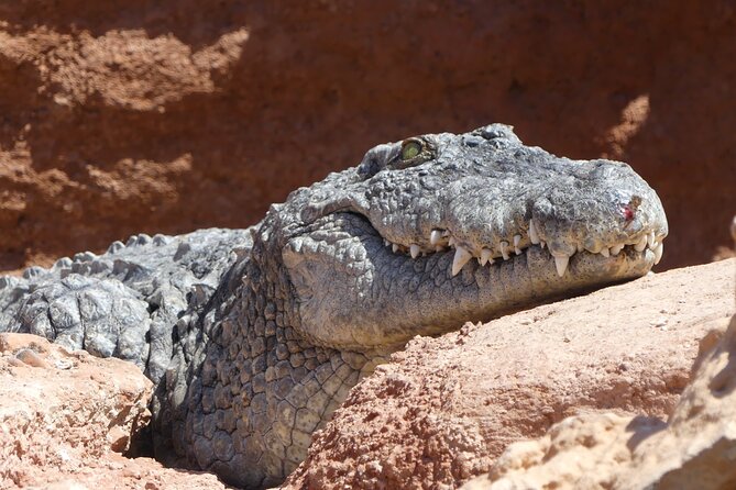 Skip the Line Ticket to Crocoparc With Optional Transfert - Visitor Experience Highlights