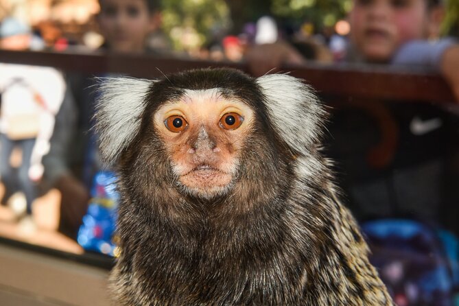 Skip the Line Ticket to Crocoparc With Optional Transfert - Feedback From Previous Visitors