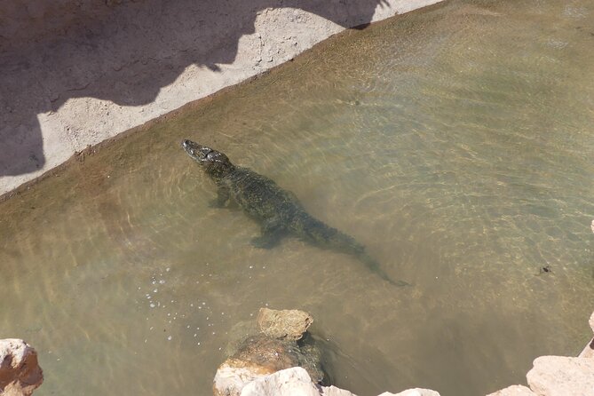 Skip the Line Ticket to Crocoparc With Optional Transfert - Plan Your Visit Today