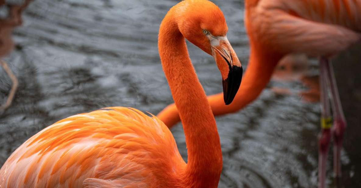Skip-The-Line Tickets to Bronx Zoo With Private Transfers - Booking Details