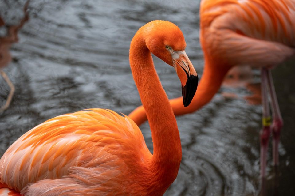 Skip-The-Line Tickets to Bronx Zoo With Private Transfers - Zoo Highlights