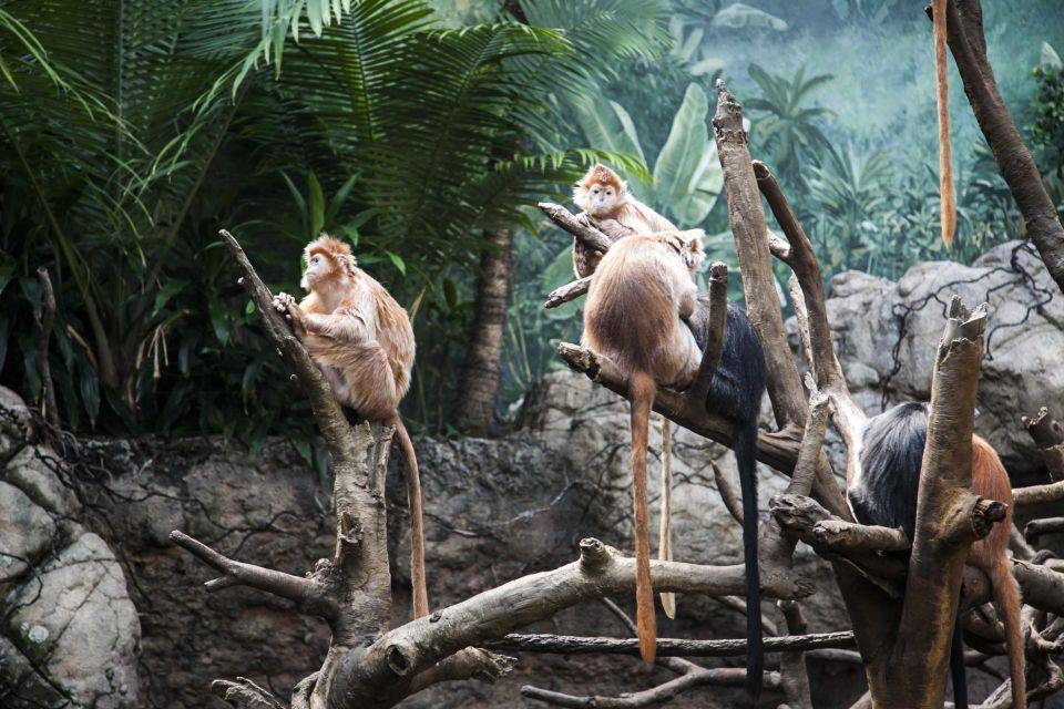 Skip-The-Line Tickets to Bronx Zoo With Private Transfers - Transfer Information