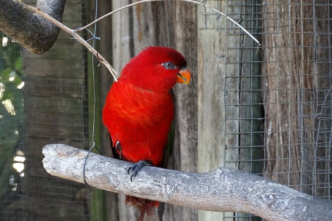 Skip the Line: World of Birds Admission Ticket - Key Points