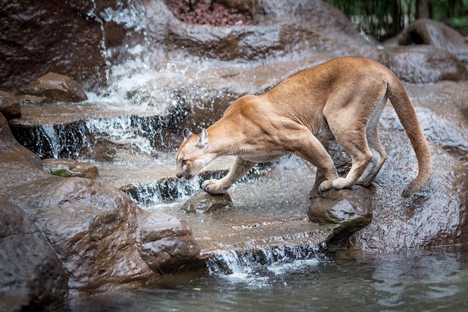 Skip the Line:Day Ticket-La Paz Waterfall Gardens Nature Park & Wildlife Refuge - Educational Opportunities for All Ages