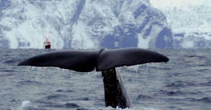 Skjervøy: Birds and Wildlife of Arctic Norway - An In-Depth Look at the Wildlife Tour from Skjervøy