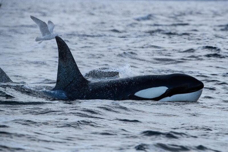 Skjervøy: Orca and Whale-Watching comfort heated Boat Trip - Price and Value