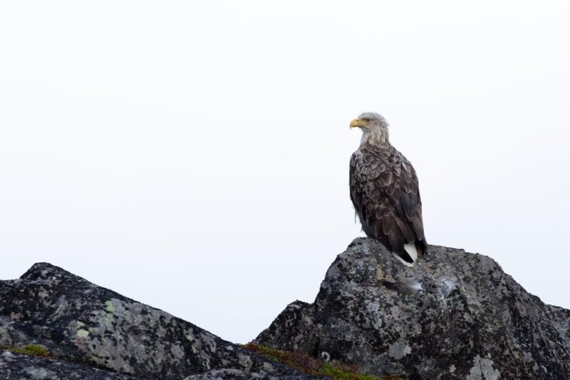 Skjervøy: Orca and Whale-Watching comfort heated Boat Trip - Who Should Consider This Tour?