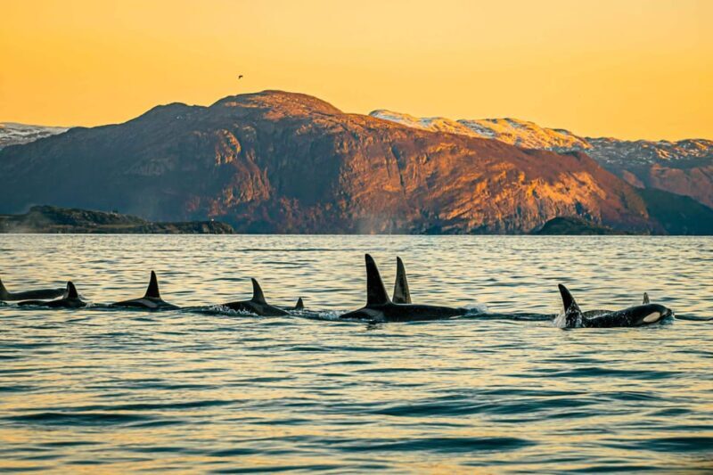 Skjervøy: Whale Watching with RIB Boat and Local Guide - Key Points