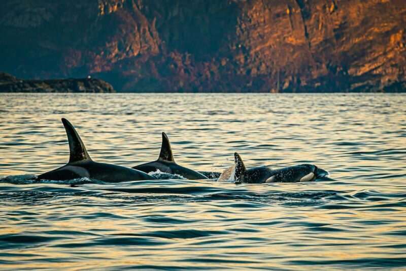 Skjervøy: Whale Watching with RIB Boat and Local Guide - An In-Depth Look at the Whale-Watching Tour
