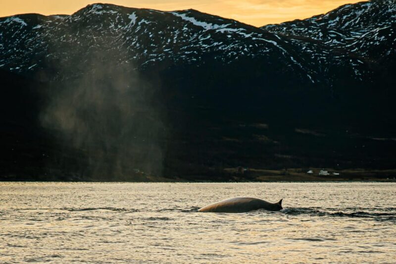 Skjervøy: Whale Watching with RIB Boat and Local Guide - Authentic Experiences and Authentic Encounters