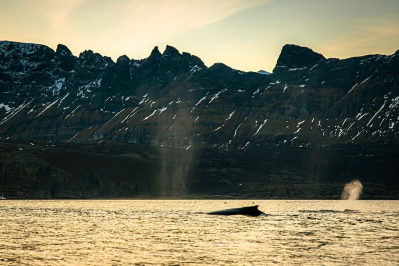 Skjervøy: Whale Watching with RIB Boat and Local Guide - Who Is This Tour Best For?