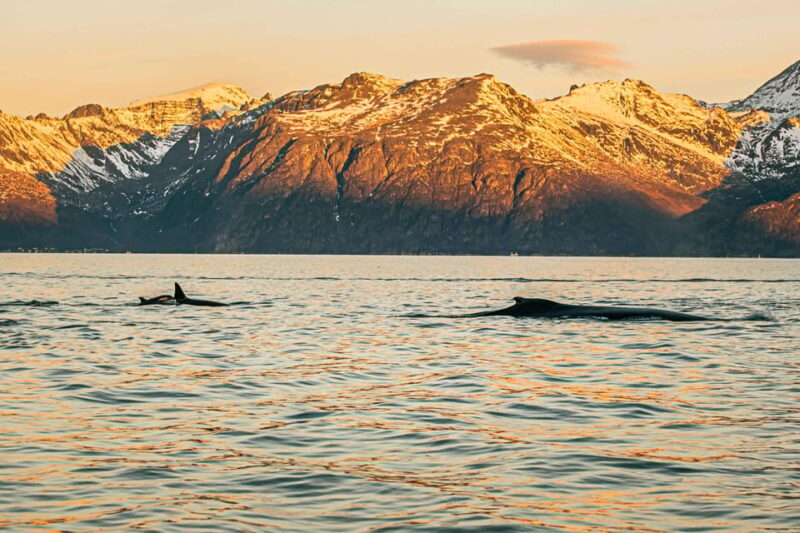 Skjervøy: Whale Watching with RIB Boat and Local Guide - FAQ