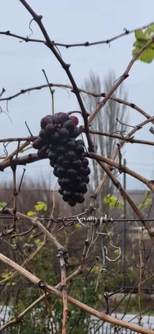 Skopje: Half-Day Stobi Wine Tour - Authentic Touches From Reviews