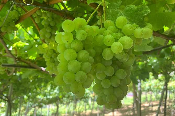 Skywalk With Wines Tasting and Vineyards Half Day 4x4 Adventure - Tour Highlights