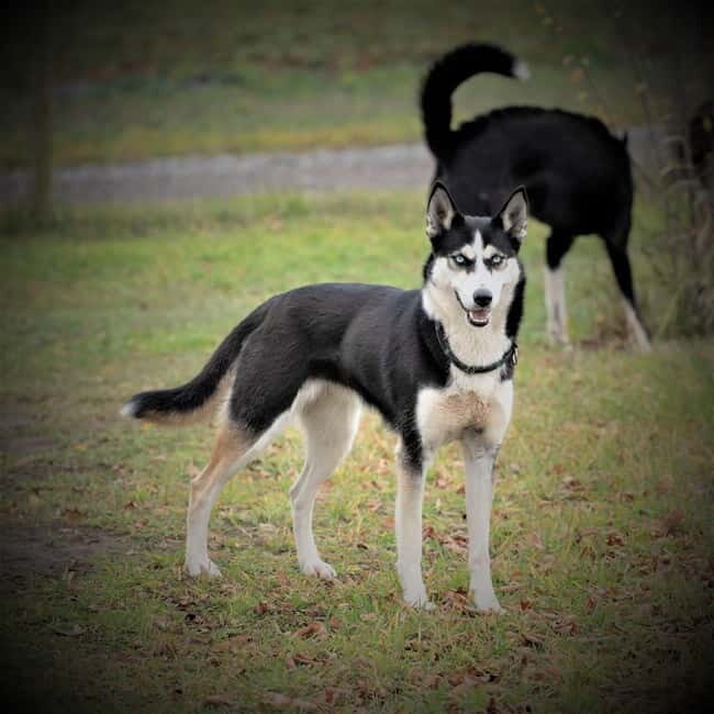 SLED DOG KENNEL VISIT TARTU COUNTRY ESTONIA - An In-Depth Look at the Sled Dog Kennel Experience in Tartu County