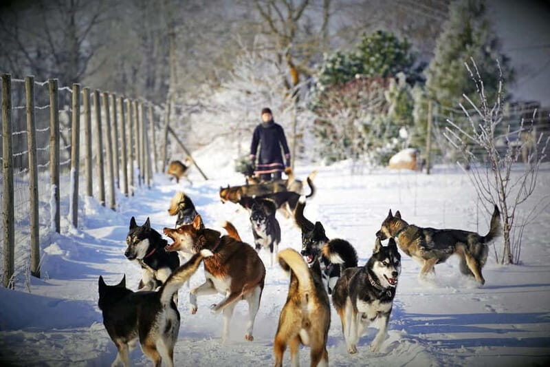 SLED DOG KENNEL VISIT TARTU COUNTRY ESTONIA - Final Thoughts: Is It Worth It?