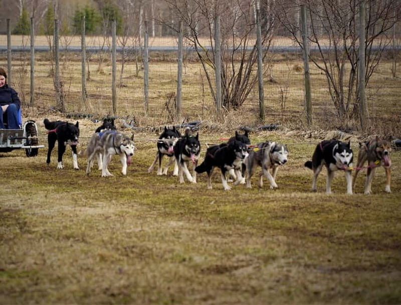 SLED DOGS VISIT & DRIVE ROUND TARTU COUNTRY ESTONIA - Sled Dogs Visit & Drive Around Tartu County, Estonia: An In-Depth Review