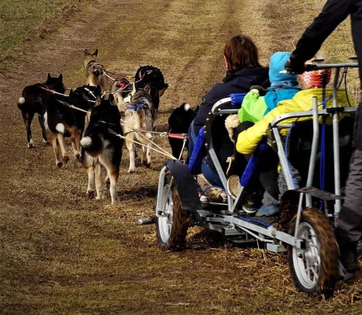SLED DOGS VISIT & DRIVE ROUND TARTU COUNTRY ESTONIA - Key Points