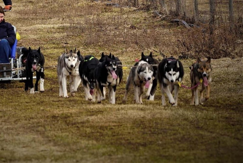 SLED DOGS VISIT & DRIVE ROUND TARTU COUNTRY ESTONIA - The Itinerary in Detail