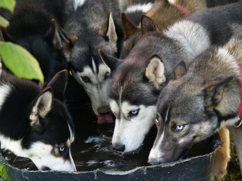 SLED DOGS VISIT & DRIVE ROUND TARTU COUNTRY ESTONIA - Practical Details and Value