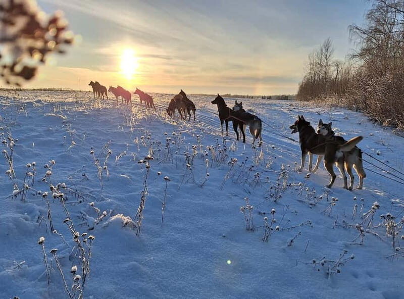 SLED DOGS VISIT & DRIVE ROUND TARTU COUNTRY ESTONIA - The Sum Up