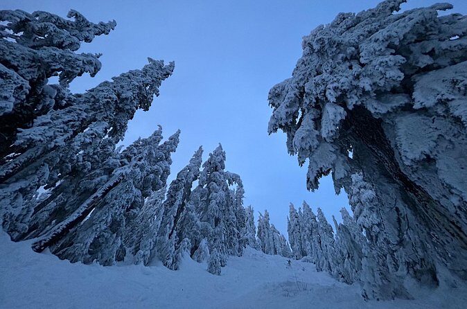 Slow down and enjoy winter on a private snowshoe tour. - The value of guided learning and scenic beauty