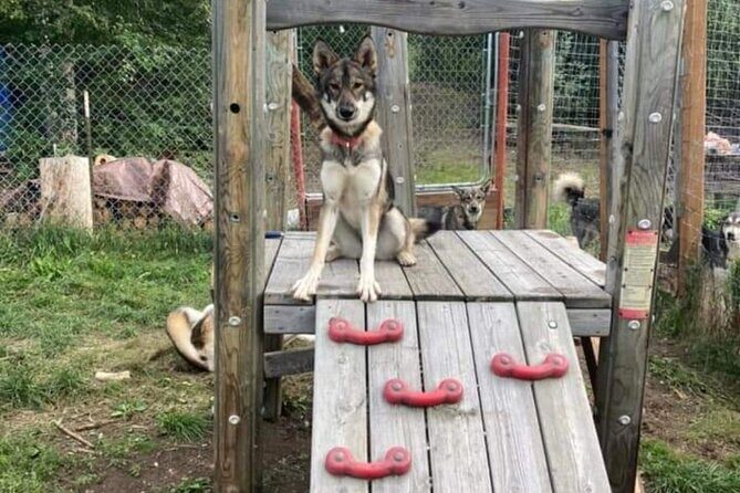 Sluice Box Kennel Experience - Practical Considerations