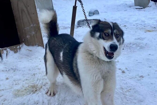 Sluice Box Kennel Experience - Final Thoughts