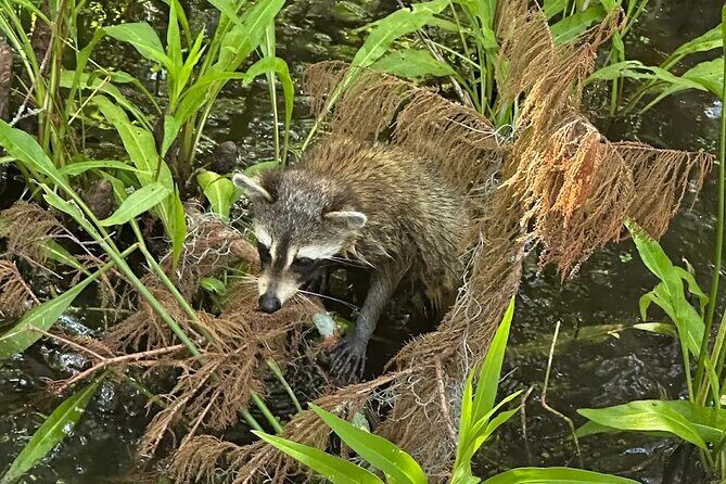 Small Airboat Tour with Transportation Must Do in New Orleans - FAQ