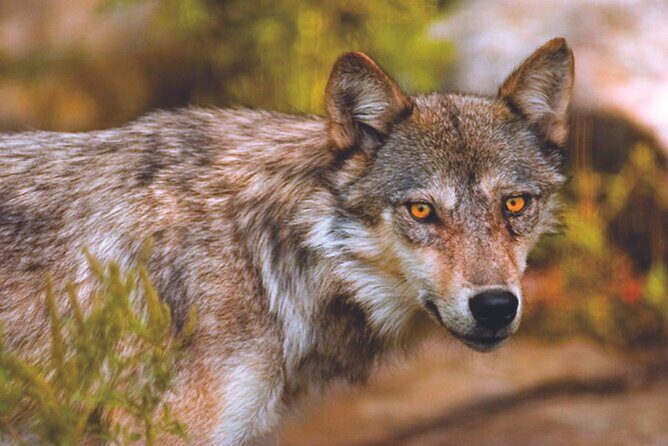 Small Group 2 Days Tour Icefield Lake Louise and Moraine - Authentic Experiences According to Travelers