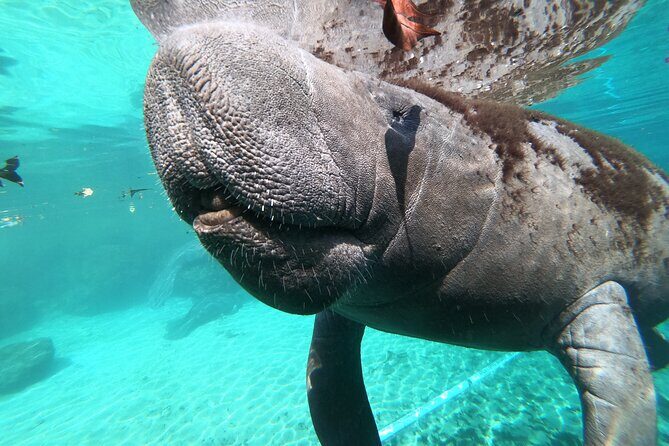 Small Group 6 Passenger Manatee Swim - Practical Tips for Travelers