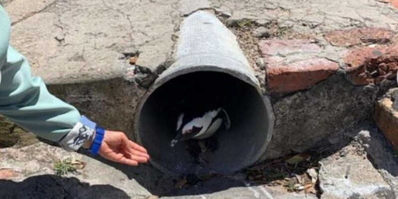 Small Group: African Penguins,Boulders Beach-Half-Day Tour. - Inclusions and Fees