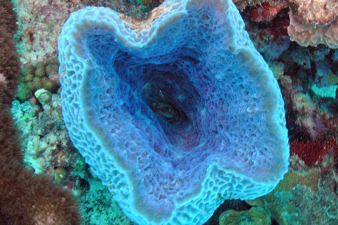 Small-Group Aruba Scuba Diving for Non-Certified Divers - Key Points