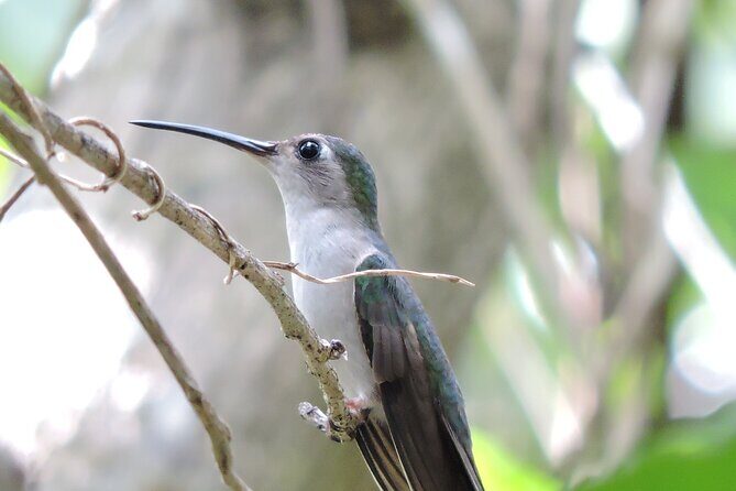 Small-Group Birdwatching Sian Kaan with professional guide - What Is This Tour All About?
