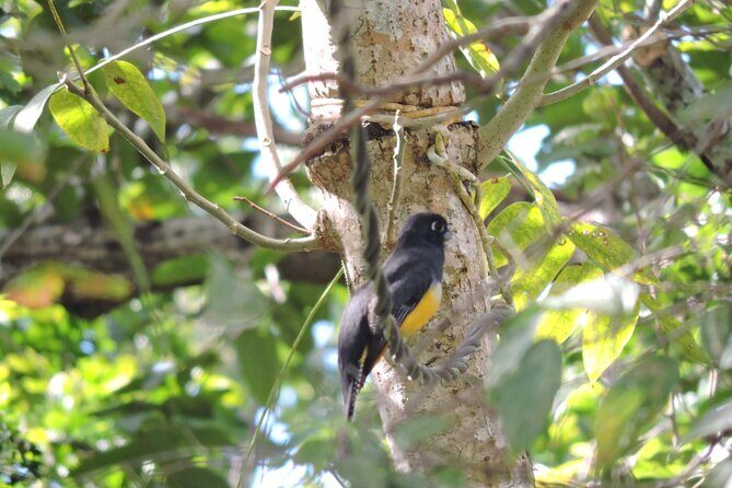 Small-Group Birdwatching Sian Kaan with professional guide - The Itinerary in Detail