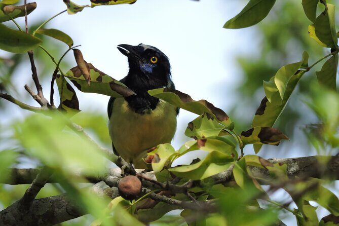 Small-Group Birdwatching Sian Kaan with professional guide - What We Loved Most