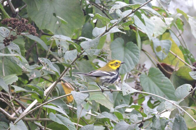Small-Group Birdwatching Sian Kaan with professional guide - Final Thoughts