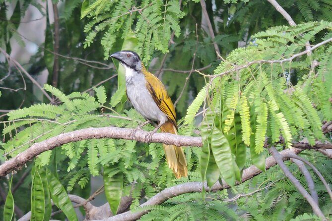 Small-Group Birdwatching Sian Kaan with professional guide - FAQ
