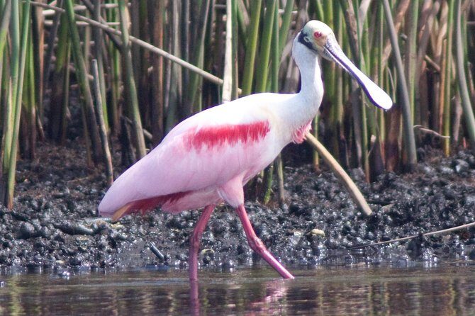 Small Group Boat, Kayak and Walking Guided Eco Tour Everglades - The Cost and Value