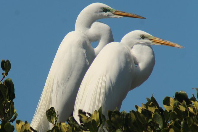 Small Group Boat, Kayak and Walking Guided Eco Tour Everglades - Who Will Love This Tour?