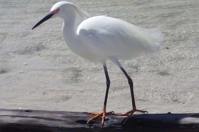 Small Group Boat, Kayak and Walking Guided Eco Tour Everglades - FAQ